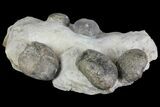 Multiple Fossil Sea Urchin (Hemiaster) Plate - Texas #136966-2